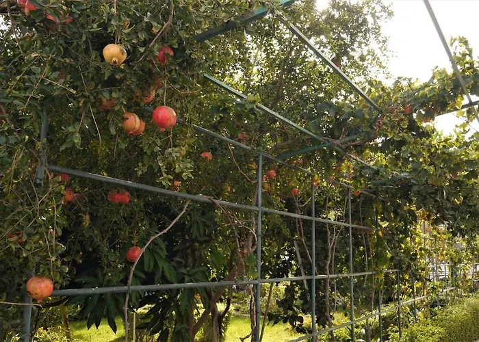 奎瓦萨莎乡村民宿 圣米格尔德阿沃纳